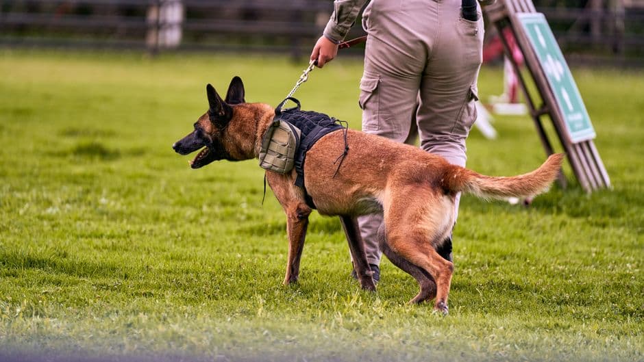 Warhound Military Dogs: Inside the $200M Venture